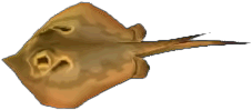 rochen.png