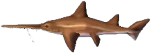 saegehai.png