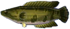 schlangenkopf.png