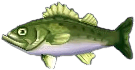 seebarsch.png