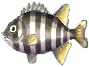 zebrabuntbarsch.png