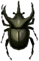 atlaskaefer.png
