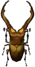 cyclommatus.png