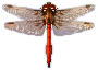 feuerlibelle.png