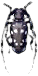 fichtenbock.png