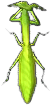 gottesanbeterin.png