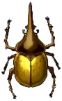 herkuleskaefer.png