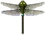 koenigslibelle.png