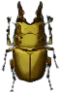 Lamprima aurata