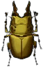 lamprima_aurata.png