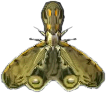 laternentraeger.png