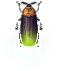 leuchtkaefer.png