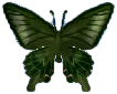 pfaufalter.png