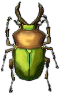 pracht-hirschkaefer.png
