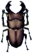 riesen-hirschkaefer.png