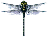 riesenlibelle.png