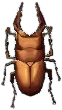 saegezahn-hirschkaefer.png