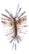 spinnenlaeufer.png