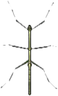 stabschrecke.png