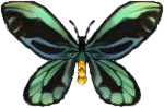 vogelfluegler.png