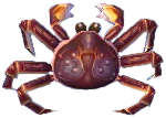 koenigskrabbe.png