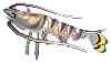 kuruma-garnele.png