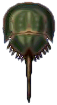 pfeilschwanzkrebs.png