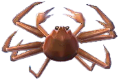 schneekrabbe.png