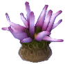 seeanemone.png