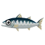 Barrakuda