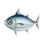 Bonito-Thunfisch