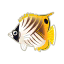 Fähnchen-Falterfisch