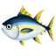 Gelbflossen-Thunfisch