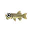 Knabberfisch
