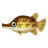 Knochenhecht