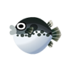 Kugelfisch