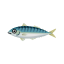 Makrele (atlantisch)