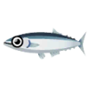 Makrelenhecht