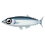Makrelenhecht