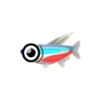 Neonsalmler