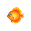 Orange-Diskusbarsch