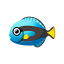 Paletten-Doktorfisch