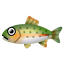 Regenbogenforelle