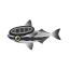 Remora