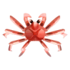 Riesenkrabbe