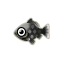 Schw.-Wakin-Goldfisch