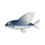 Schwalbenfisch