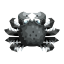 Schwarz-Kegani-Krabbe