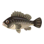 Schwarz-Steinfisch