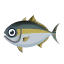 Seriola